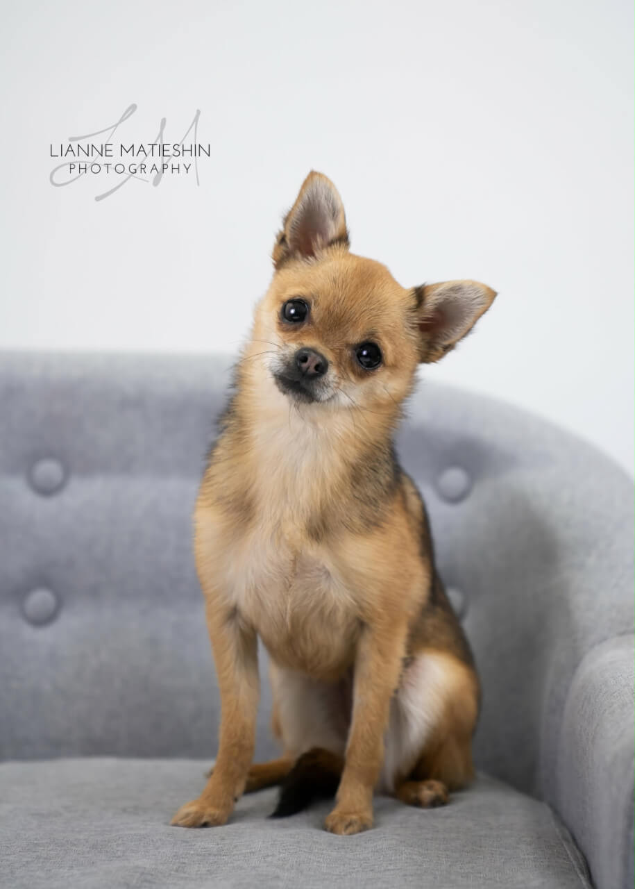 Small tan Chihuahua mix sitting on a grey couch, representing the caring team at our veterinary practice in Winnipeg